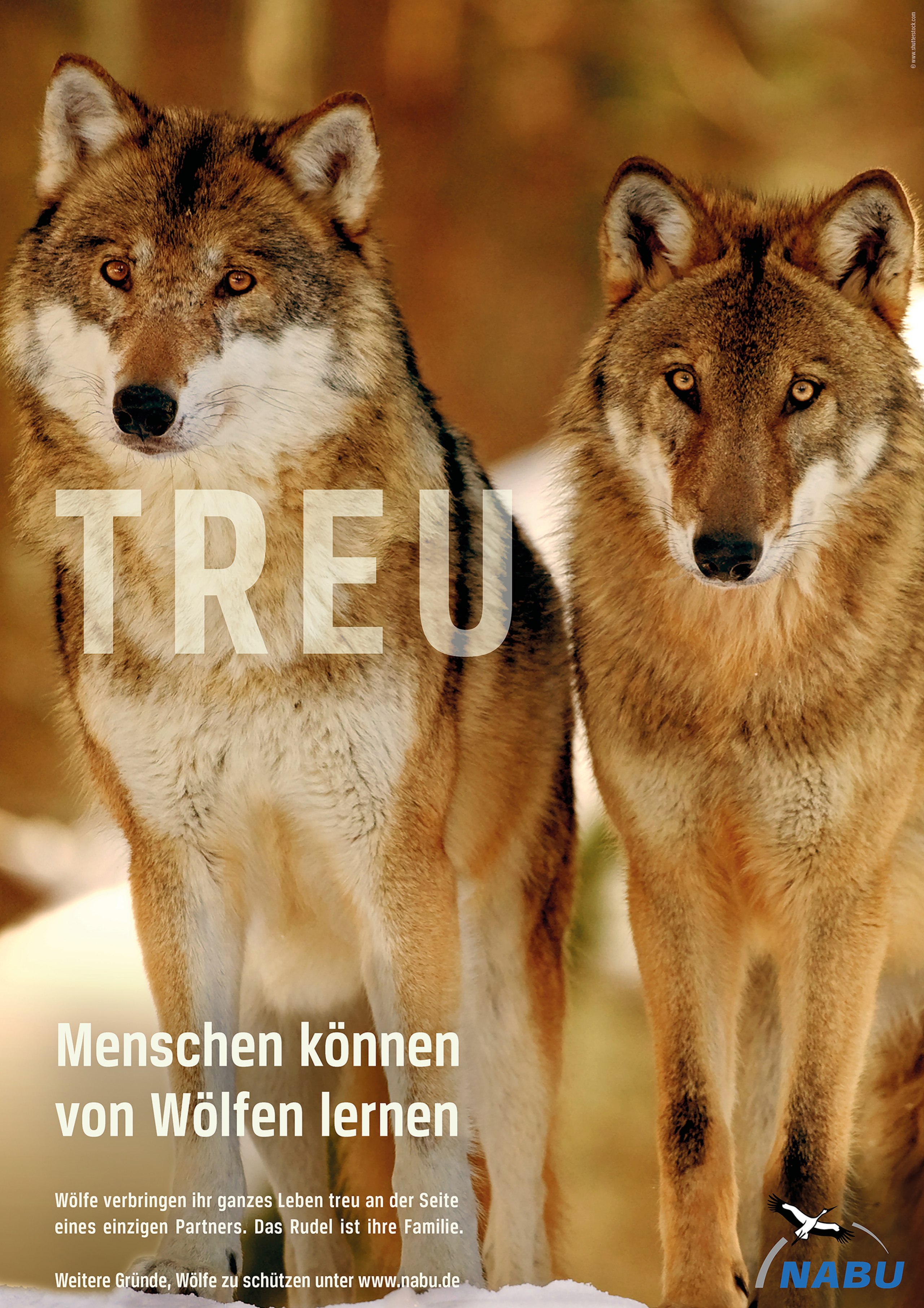Eine Werbekampagne für den Wolf
