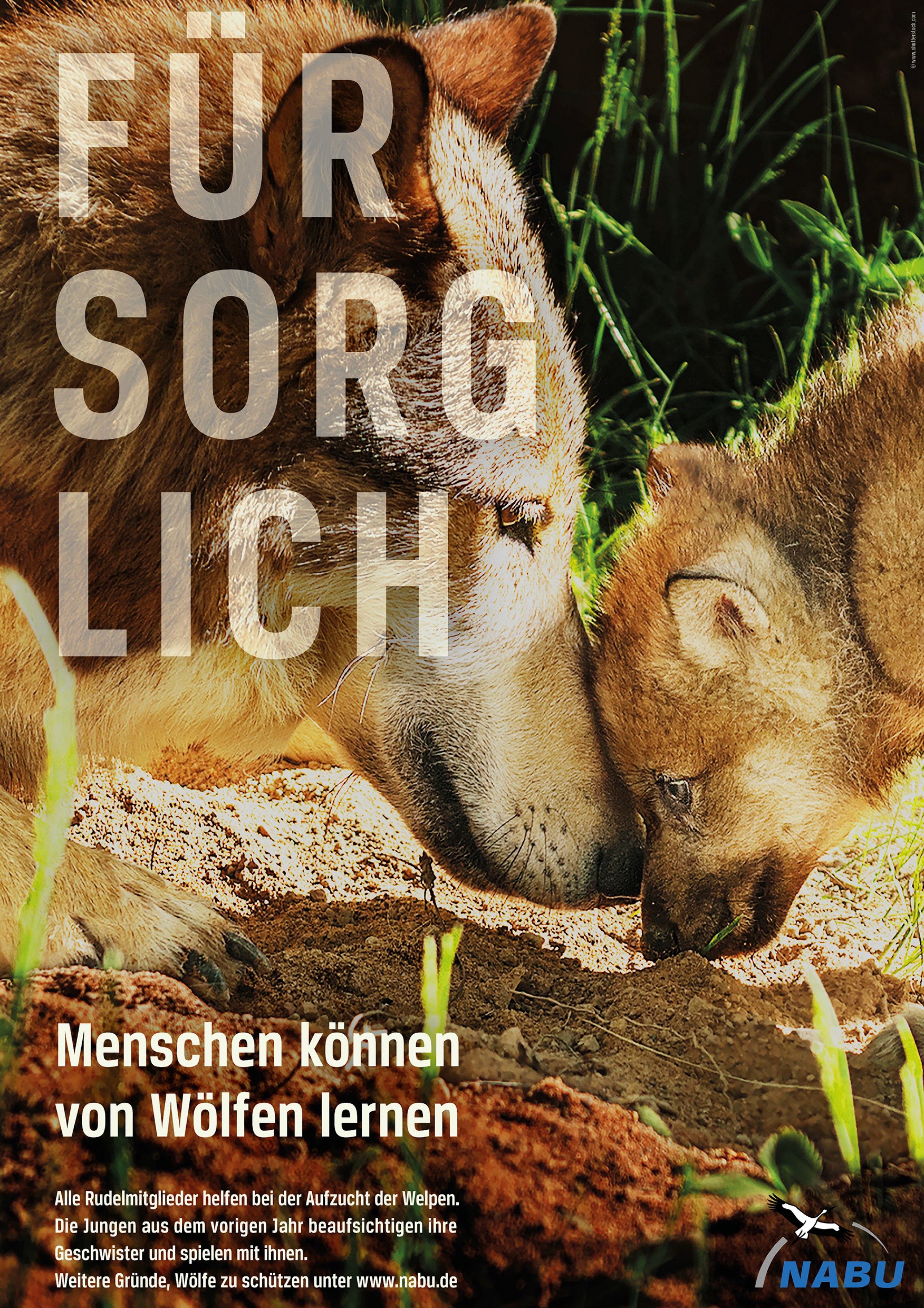 Eine Werbekampagne für den Wolf