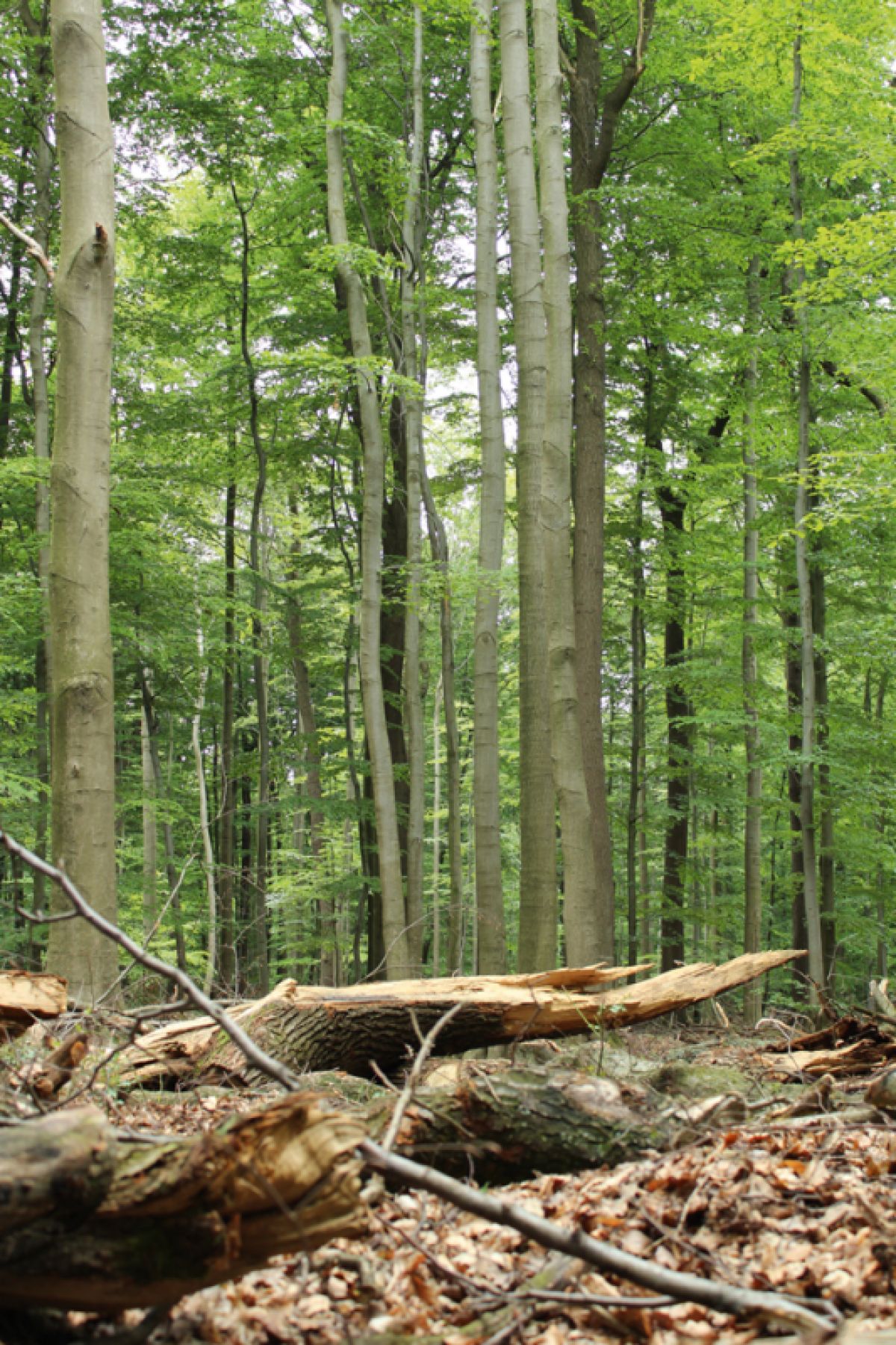 Natur_FormBewegung_Raum