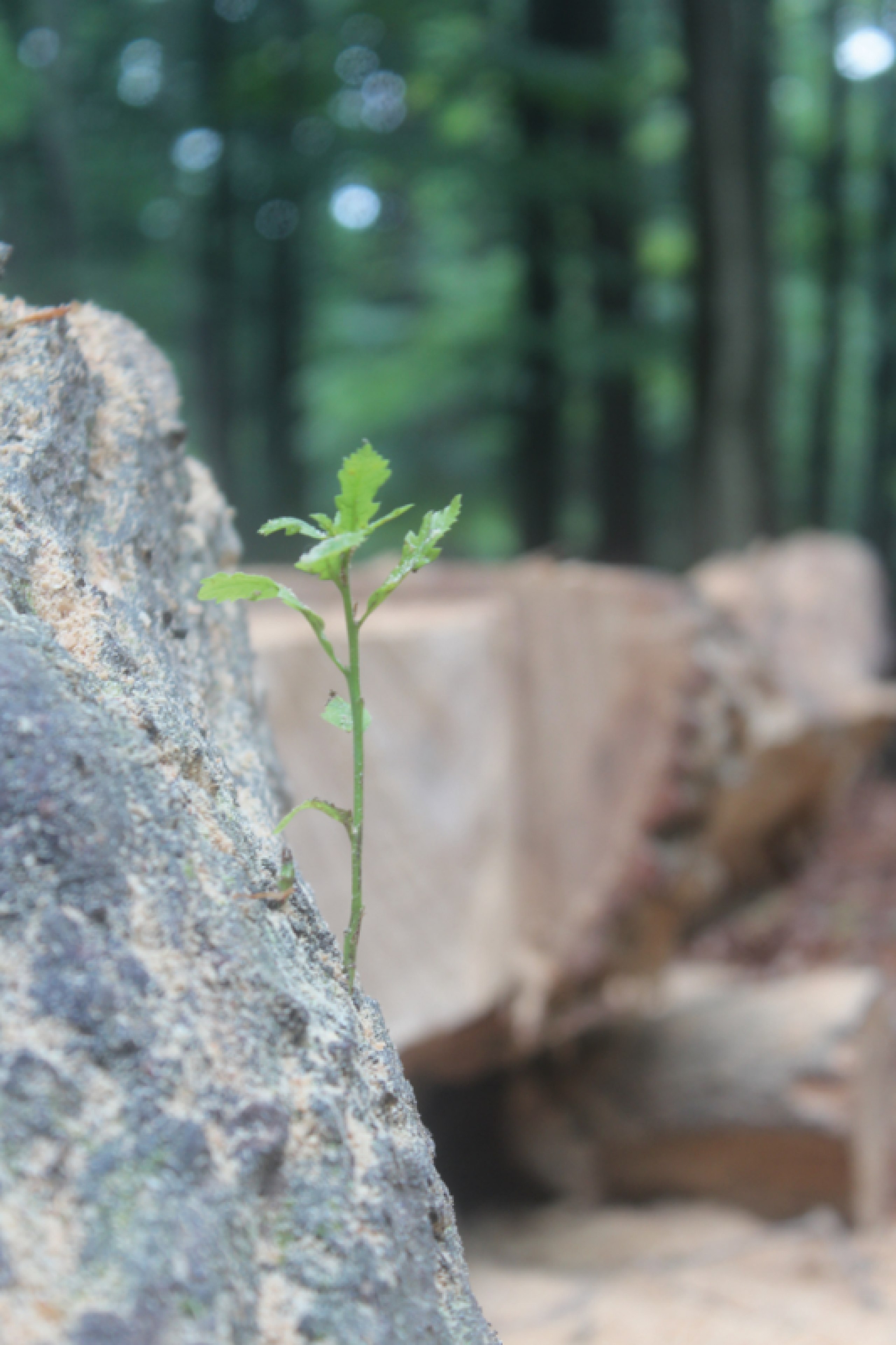 Natur_FormBewegung_Raum