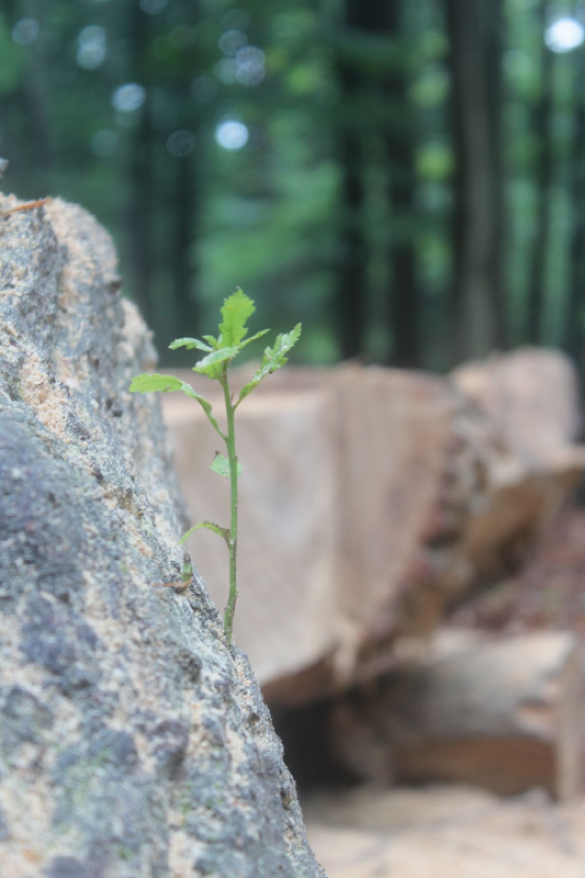 Natur_FormBewegung_Raum