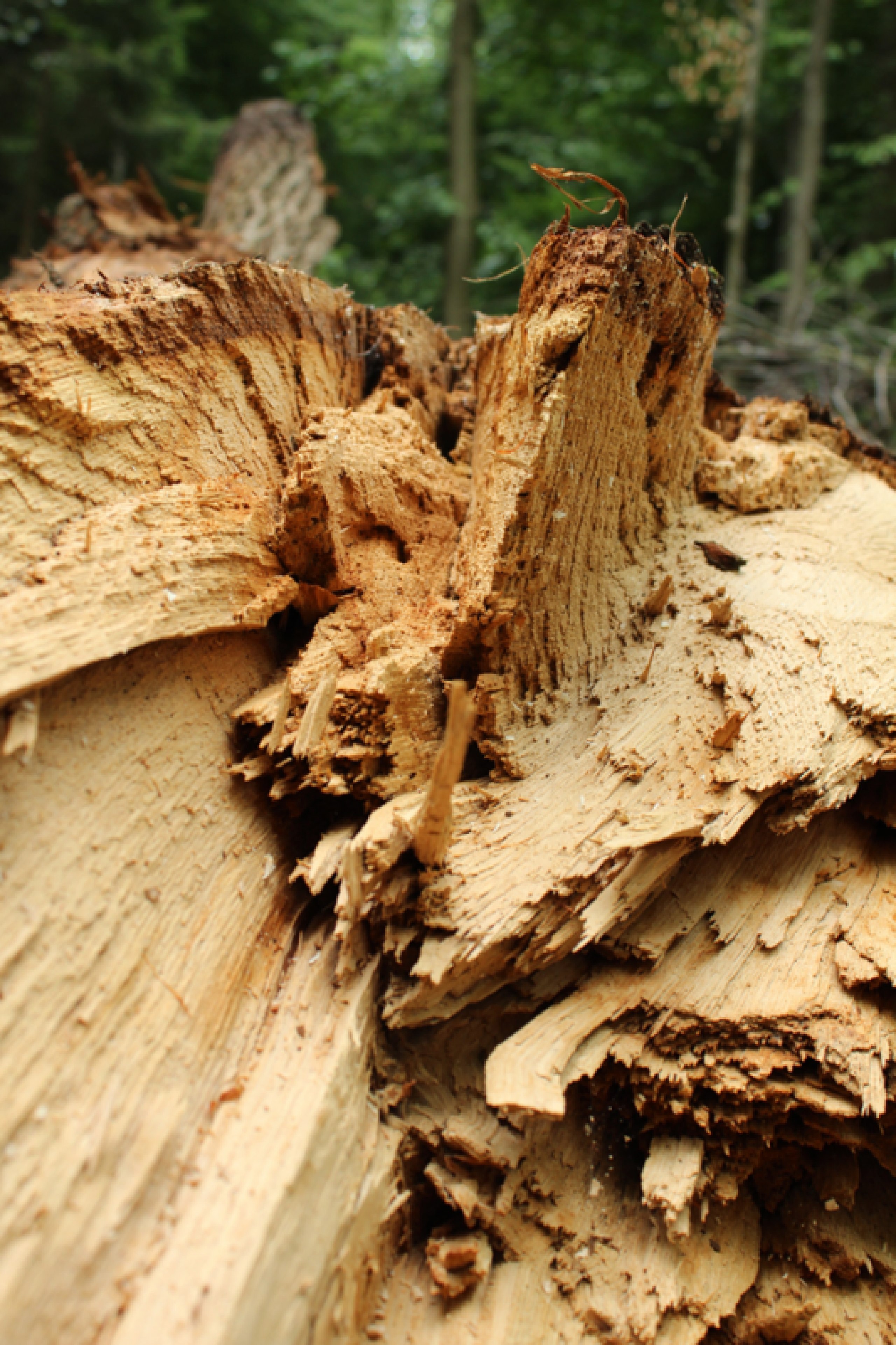 Natur_FormBewegung_Raum