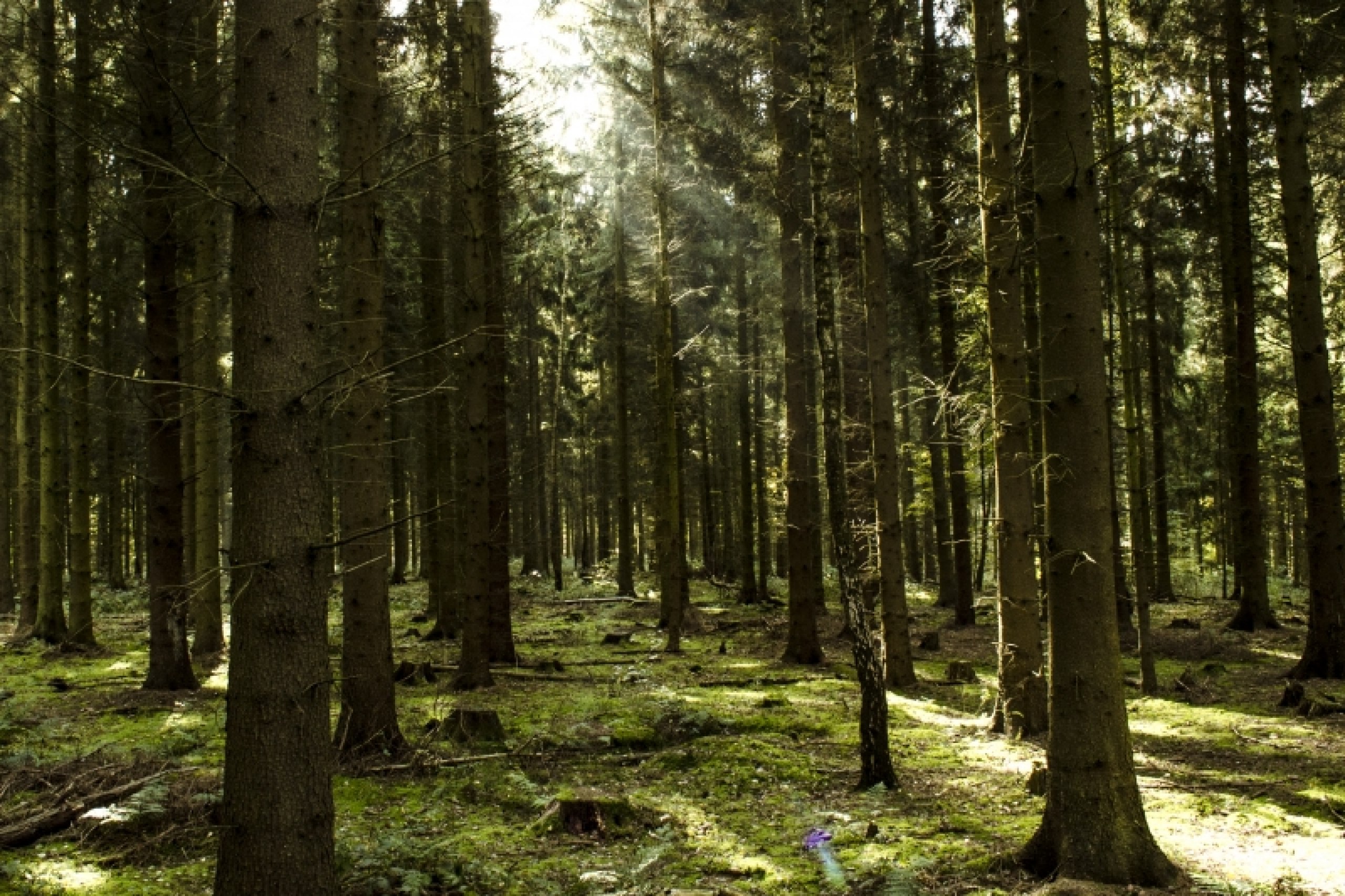 Untersuchung der Präferenzen von diffuser und gerichteter Beleuchtung
