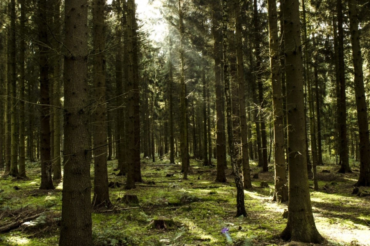 Untersuchung der Präferenzen von diffuser und gerichteter Beleuchtung